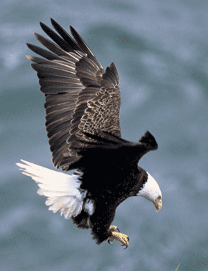 Chesapeake Bay Eagle