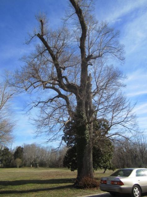 Hickory in front of the house on the Carriage side. It is within 40 - 50 feet  of the house