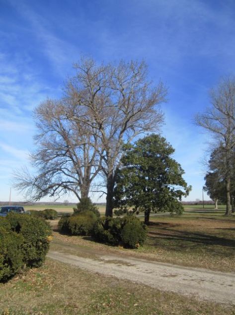 Hickory, Sweet Gum and Magnolia (l to r)Trees in and around the Bowling Green on the Carriage side