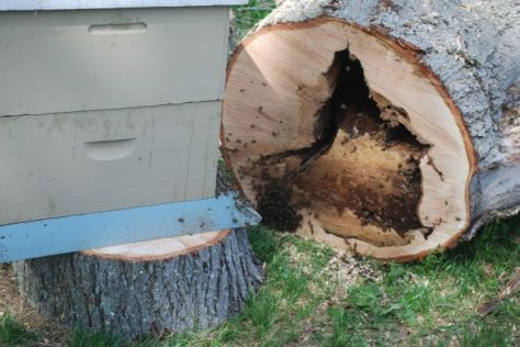 The inside bee hive in the Red Maple